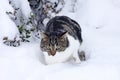 A little cat fights its way through the deep snow