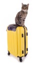 Cat sitting on a suitcase Royalty Free Stock Photo