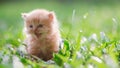 Little cat in grass , outdoors