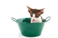 Little cat in green bucket Royalty Free Stock Photo