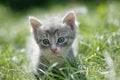 Little cat in a green grass Royalty Free Stock Photo