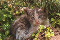 Little cat in green grass. Beautiful grey cat. Royalty Free Stock Photo