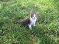 Little cat on the green grass