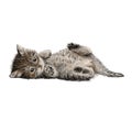 Little cat hand drawn Royalty Free Stock Photo