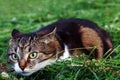 A little cat in the hay just before the attack Royalty Free Stock Photo