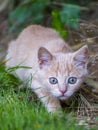 Little cat sneaking in the grass Royalty Free Stock Photo