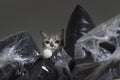 little cat hiding in plastic garbage Royalty Free Stock Photo