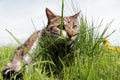 A little cat on the hunt hiding Royalty Free Stock Photo