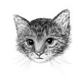 Little cat, kitten black and white vector illustration. Hand drawn sketch drawing. Pet portrait, Cute animal background Royalty Free Stock Photo