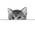 Little cat, kitten black and white vector illustration. Hand drawn sketch drawing. Pet portrait, peeking out from behind Royalty Free Stock Photo