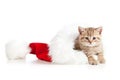 Little cat kitten in a Santa Claus hat Royalty Free Stock Photo