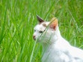 Little cat in the lawn