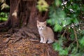 Little cat lost in the forest Royalty Free Stock Photo