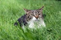 Little cat lurking in their grass hiding Royalty Free Stock Photo