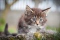 Little cat - Maine Coon