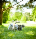 Little cat, outdoor Royalty Free Stock Photo