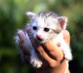 Little cat in palm and green background.