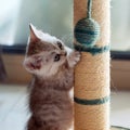 Little Cat Playing a Ball Royalty Free Stock Photo