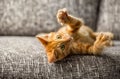 Little cat playing Royalty Free Stock Photo