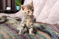 Little cat playing on the bed. Little cute fluffy cat. Royalty Free Stock Photo