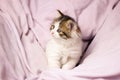 little cat playing in bed. Funny playful fluffy kitten in a tender bed, close-up Royalty Free Stock Photo