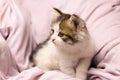 little cat playing in bed. Funny playful fluffy kitten in a tender bed, close-up Royalty Free Stock Photo