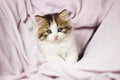 little cat playing in bed. Funny playful fluffy kitten in a tender bed, close-up Royalty Free Stock Photo