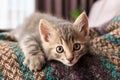 Little cat playing on the bed. Little cute fluffy cat Royalty Free Stock Photo