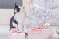 Little cat playing with Christmas tree ornaments Royalty Free Stock Photo