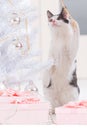 Little cat playing with Christmas tree ornaments Royalty Free Stock Photo