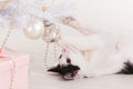 Little cat playing with Christmas tree ornaments Royalty Free Stock Photo