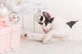 Little cat playing with Christmas tree ornaments Royalty Free Stock Photo