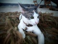 Little cat playing on dry grass Royalty Free Stock Photo