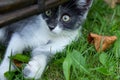 Little cat playing Royalty Free Stock Photo