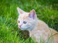 Little cat playing on the grass close up Royalty Free Stock Photo