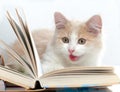 Little cat read a book Royalty Free Stock Photo