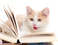 Little cat read a book Royalty Free Stock Photo