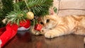 Little cat and red gift box on Christmas treeÃÂ± santa hat Royalty Free Stock Photo