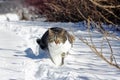 Little cat running through the snow Royalty Free Stock Photo