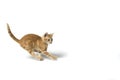 Cat running Royalty Free Stock Photo