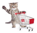 Funny little cat with shopping cart isolated Royalty Free Stock Photo