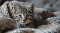 A little cat sits on a cozy blanket Royalty Free Stock Photo