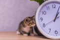 Striped kitten sniffs a clock on a wooden table Royalty Free Stock Photo