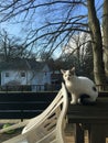 Cat sitting on balcony