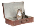 Little cat sitting in old suitcase Royalty Free Stock Photo