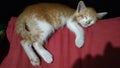 Little cat sleeping beauty Royalty Free Stock Photo