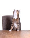 Little cat on table Royalty Free Stock Photo