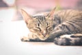 A little cat taking a nap Royalty Free Stock Photo