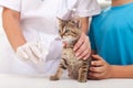 Little cat at the veterinary - getting a vaccine