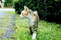 Little cat walks on the park. Royalty Free Stock Photo